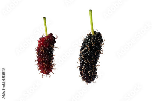Red and black Mulberry isolated on white background