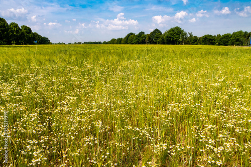 Landschaft mit Weizen Kornfeld und Blumen