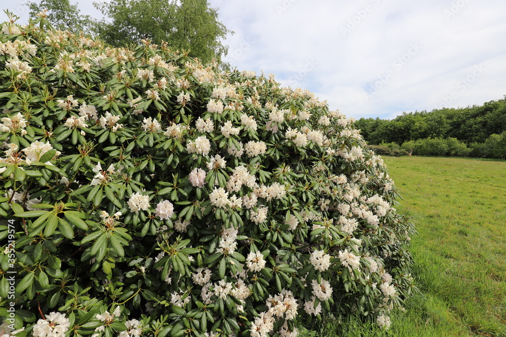 Beautiful forest park with large flowering rhododendron shrubs.