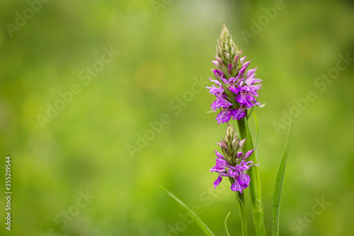 Fototapeta Naklejka Na Ścianę i Meble -  One isolated flower, Heath Spotted Orchid, Heath Spotted-orchid, Spotted Orchid (Dactylorhiza maculata)