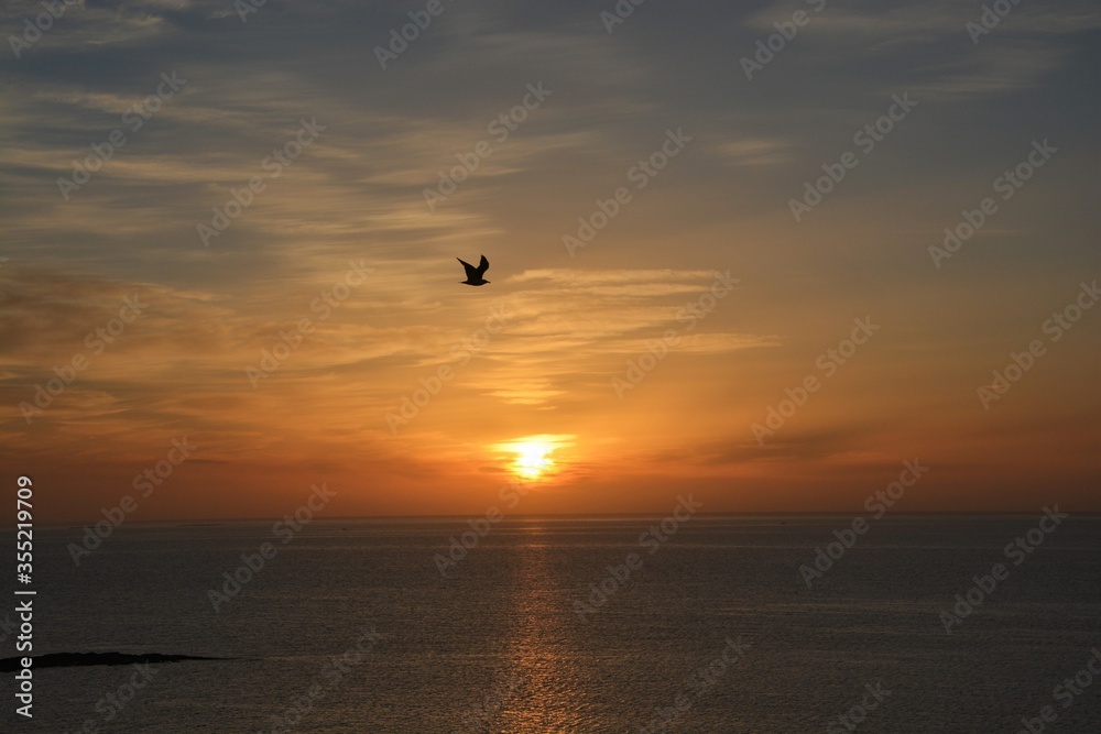 seagull flying at sunset in the sea