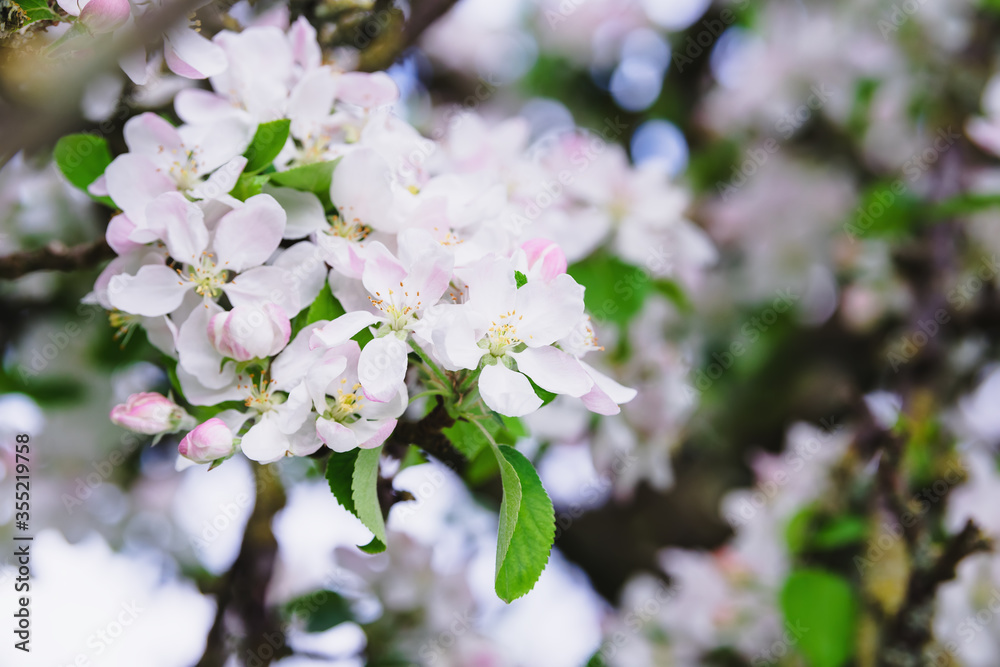 Obraz premium Apple blossom