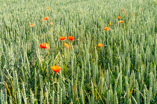 rote Blüten des Klatschmohn in einem Feld von Roggen