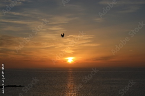 seagull flying at sunset in the sea