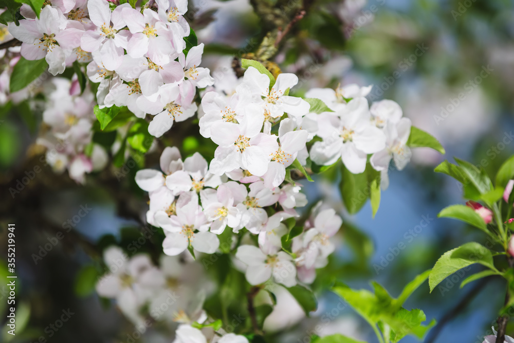 Apple blossom Apple blossom