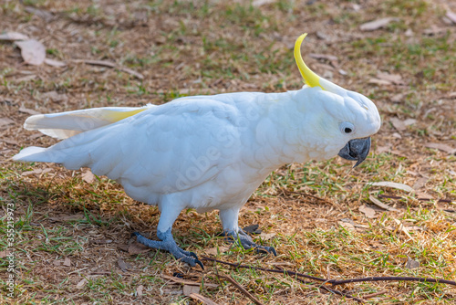 White Cuckatoo in a beachside park at Lorne, Australia photo