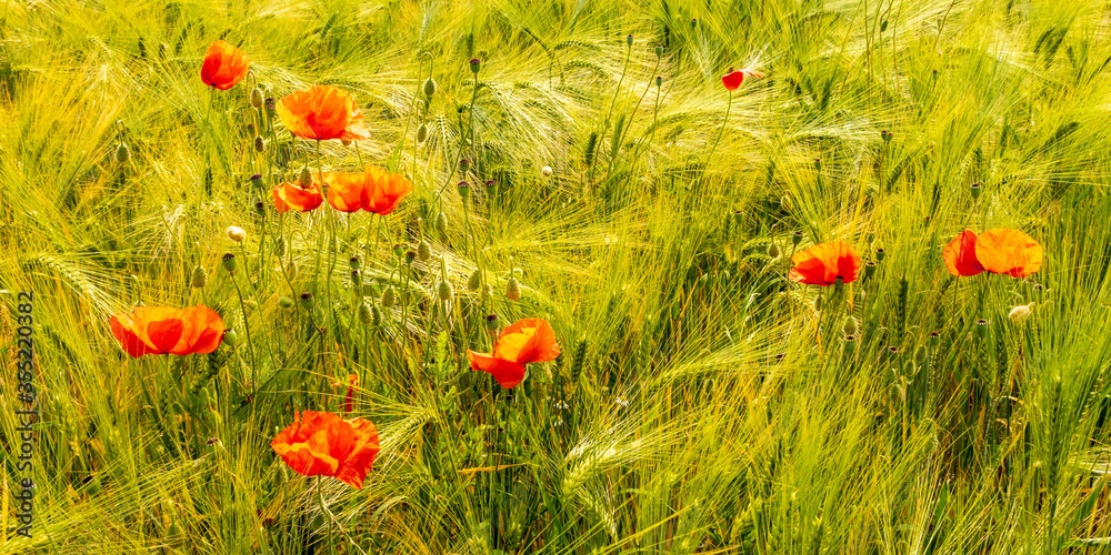 Fotografie schöne rote Mohnblumen in einem Kornfeld