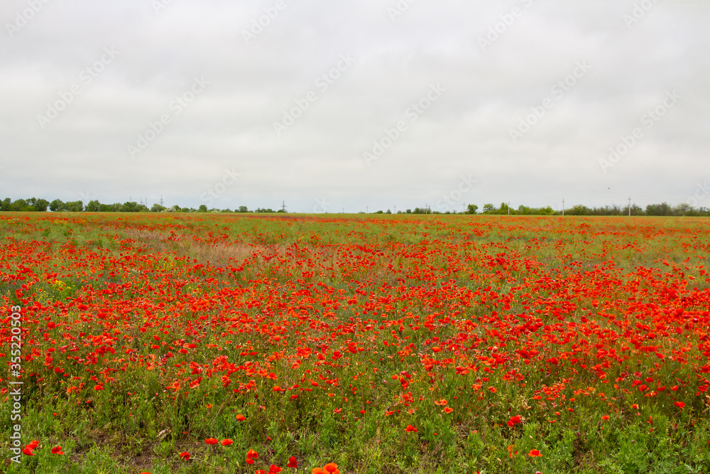 A beautiful red field with lots of poppies.
