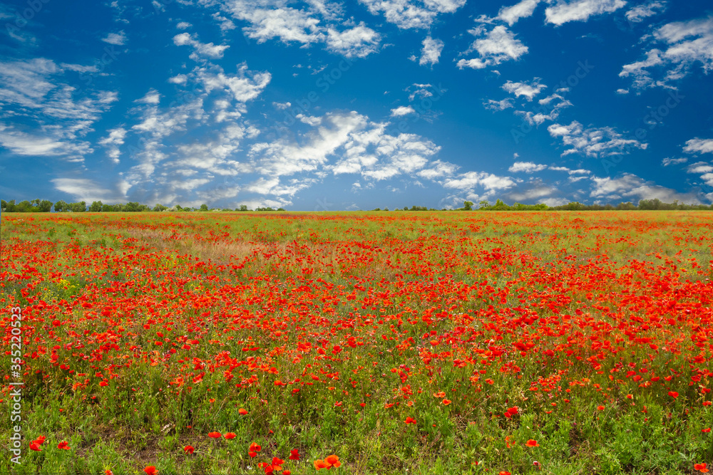 Beautiful red field with poppies on a background of blue sky with clouds.