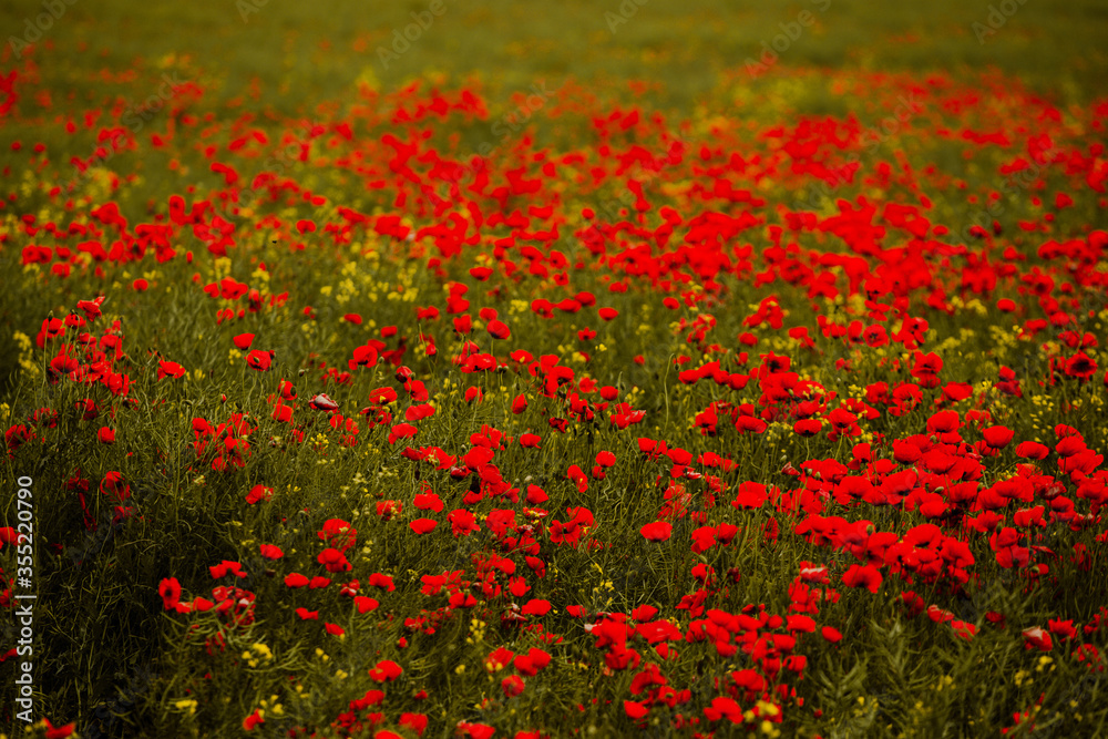 Beautiful field of red poppies in the sunset light. close up of red poppy flowers in a field. Red flowers background. Beautiful nature. Landscape. Romantic red flowers.