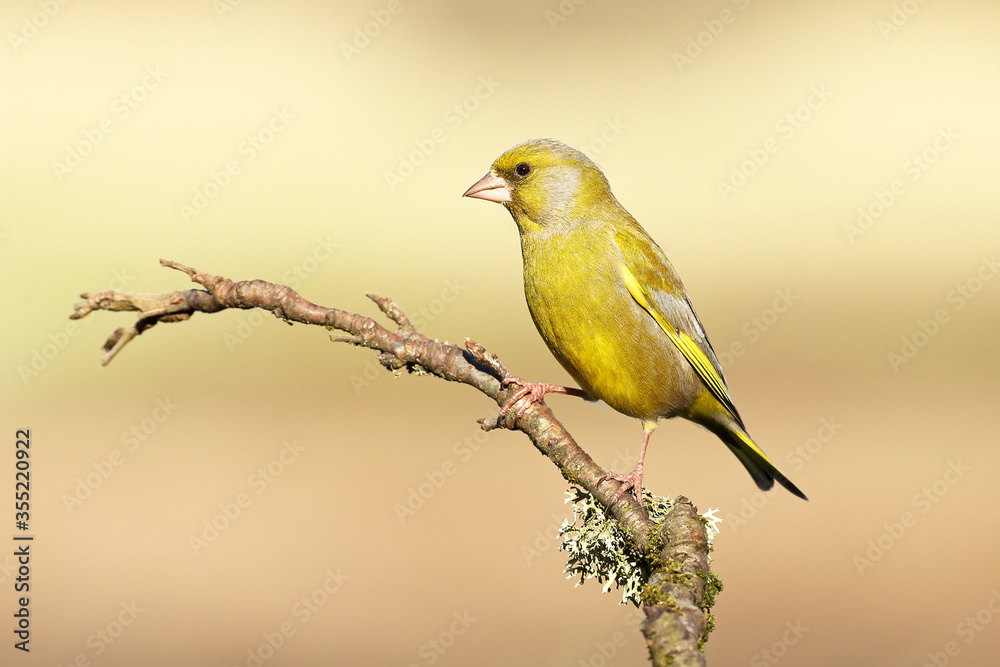 Obraz premium Greenfinch