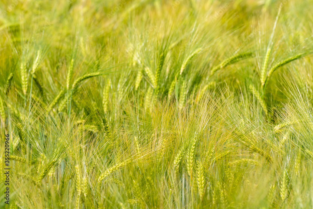 abstraktes Kornfeld weizen als Hintergrund abstraktes Kornfeld weizen als Hintergrund