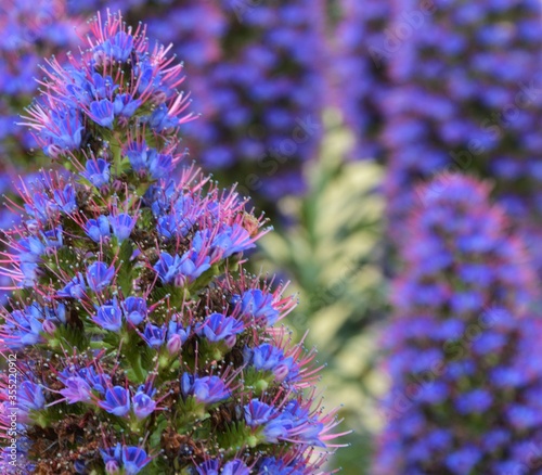 blue flowers in the garden