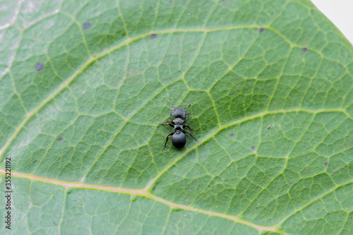Ant in leaf