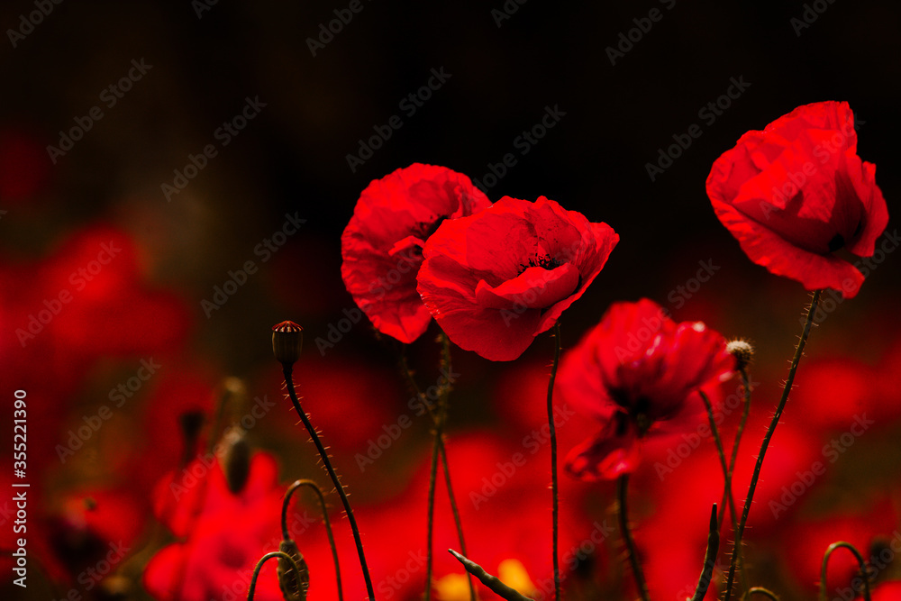 Obraz premium Beautiful field of red poppies in the sunset light. close up of red poppy flowers in a field. Red flowers background. Beautiful nature. Landscape. Romantic red flowers.