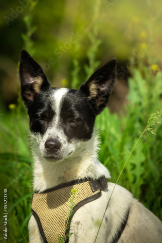 Basenji dog portrait on green forest background