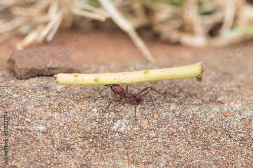 Ant in floor