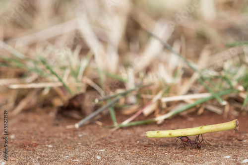 Ant in floor