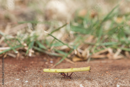 Ant in floor
