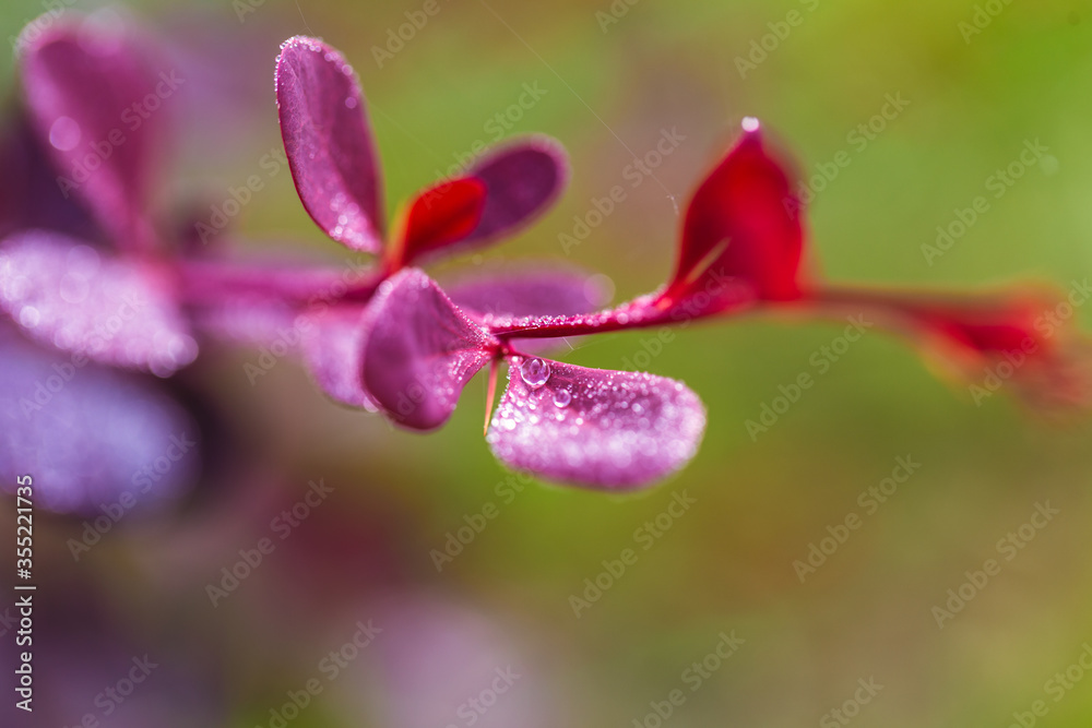branch of barberry with purple leaves in drops of dew or rain branch of barberry with purple leaves in drops of dew or rain