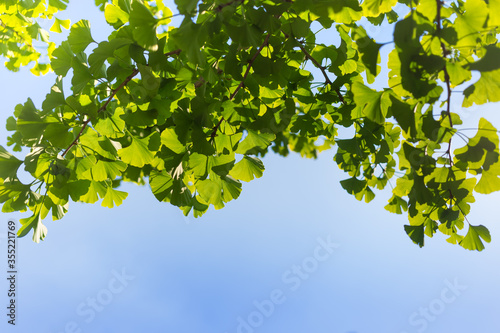 Liście miłorzębu japońskiego na gałęziach drzewa, z błękitnym niebem w tle