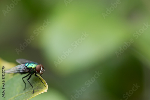 Fly in leaf