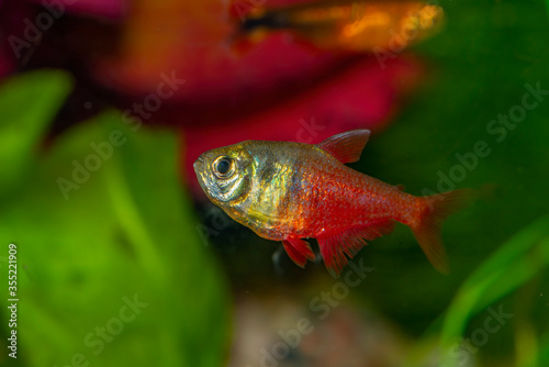Obraz na plátně The flame tetra (Hyphessobrycon flammeus), also known as the red tetra or Rio tetra, is a small freshwater fish of the characin family Characidae