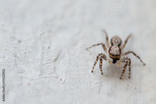 spider on the wall © Brunnomourao