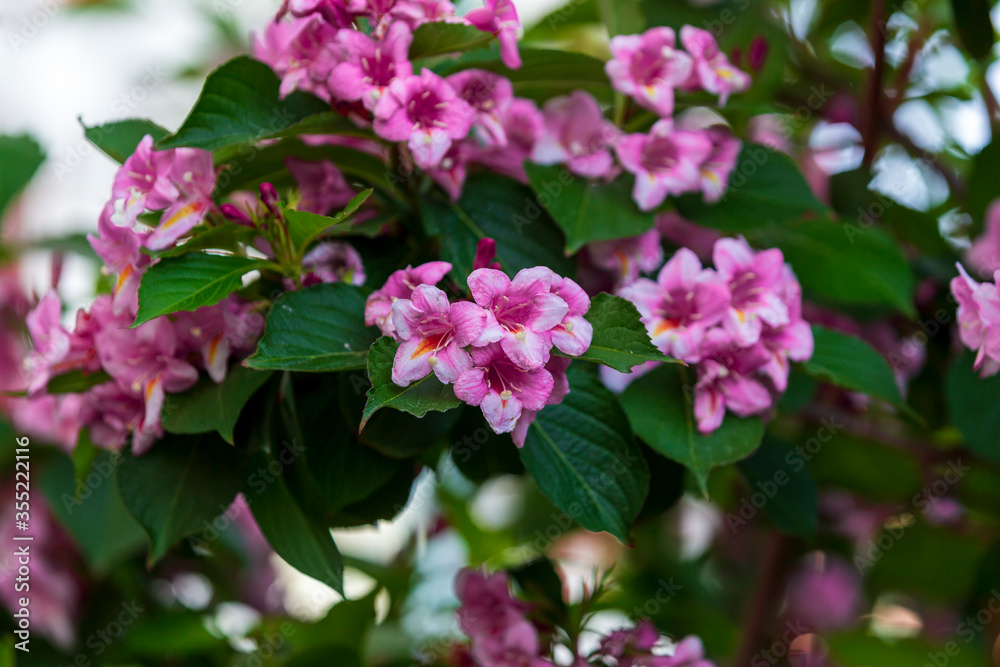 Spring time when cherry blossoms are in full bloom. Cherry blossoms against a blurred background. Spring time when cherry blossoms are in full bloom. Cherry blossoms against a blurred background.
