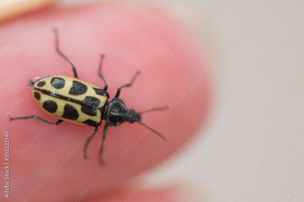 Fototapeta premium Ladybug