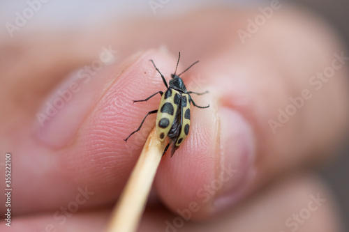 Ladybug