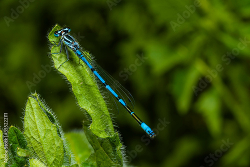 A resting azure blue dragonfly, coenagrion mercuriale, a dragonfly sitting on a leaf photo