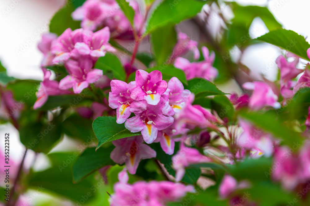 Spring time when cherry blossoms are in full bloom. Cherry blossoms against a blurred background. Spring time when cherry blossoms are in full bloom. Cherry blossoms against a blurred background.