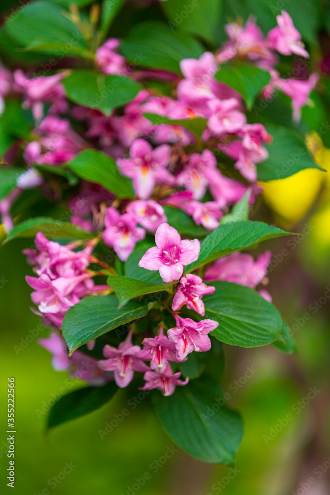 Spring time when cherry blossoms are in full bloom. Cherry blossoms against a blurred background.