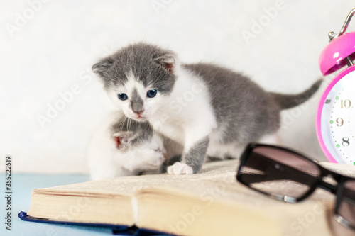 Little kittens near an open book, glasses and a clock