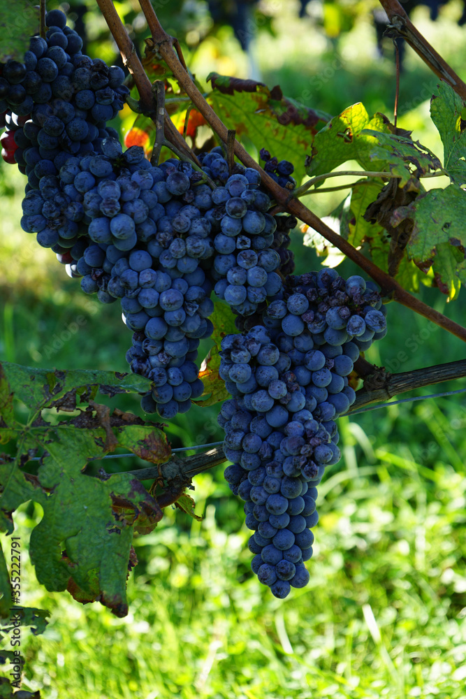 Clusters of Nebbiolo grapes in the Langhe, Piedmont - Italy