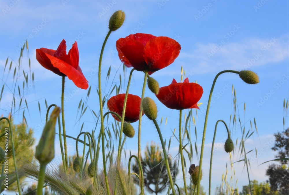 Fototapeta premium Red poppy flowers against blue sky
