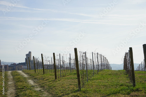 Langhe vineyard in winter near Serralunga d Alba  Piedmont - Italy