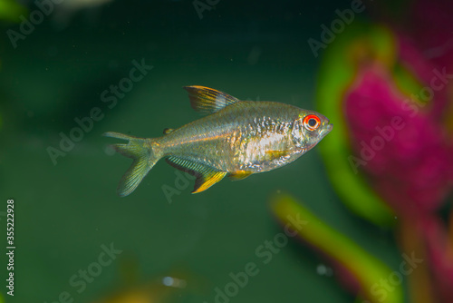 Aquarium tropical fish.The lemon tetra (Hyphessobrycon pulchripinnis) is a species of tropical freshwater fish which originates from South America, belonging to the family Characidae. photo