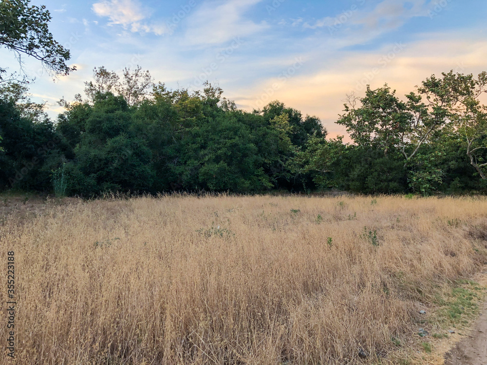 Dry grass and wheat field meadow during sunset in the valley. Scenic view of field against sky Dry grass and wheat field meadow during sunset in the valley. Scenic view of field against sky