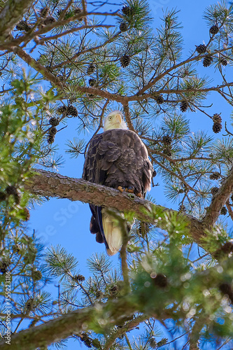 Bald Eagle siting in a pine tree. photo