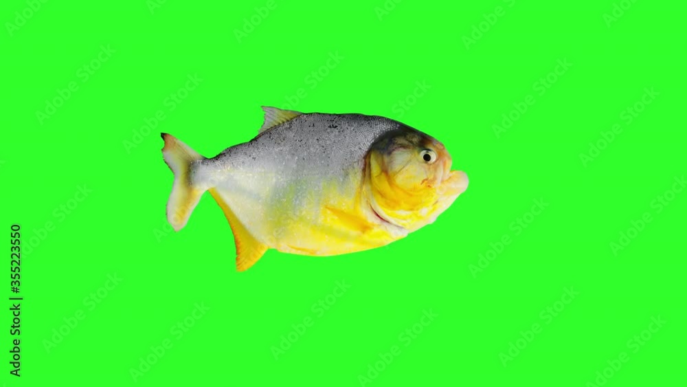 Fish swimming, crossing across the screen from left to the right. In movement, animation with alpha matte. Fish swimming, crossing across the screen from left to the right. In movement, animation with alpha matte.