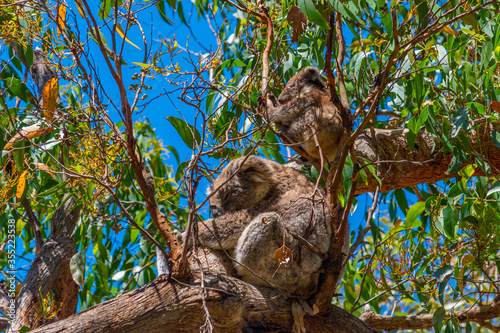 Photography Mother and baby koala in branches of Great Otway national park, Australia