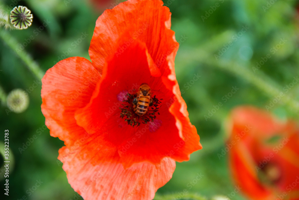 Red poppy in the meadow with a bee Red poppy in the meadow with a bee