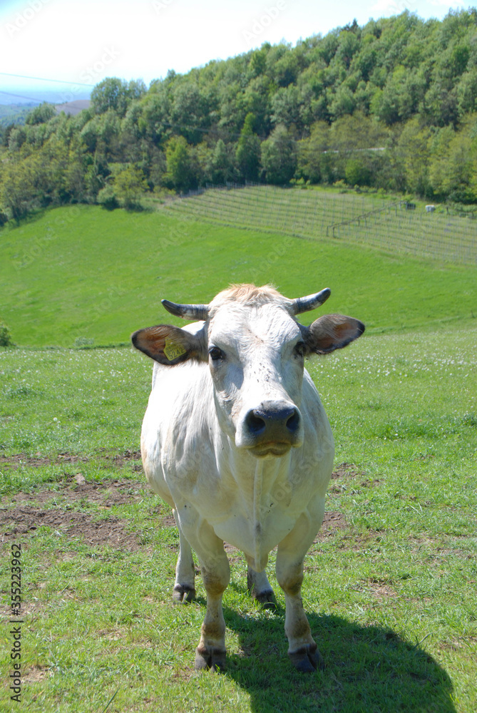 Grazing cow in the Langhe, Piedmont - Italy