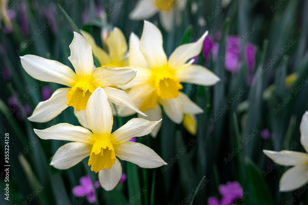 white daffodils with a yellow core. flowers on the flowerbed in the garden. first spring flowers