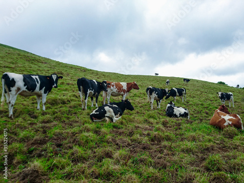 Cows grazing and relaxing on pasture fields