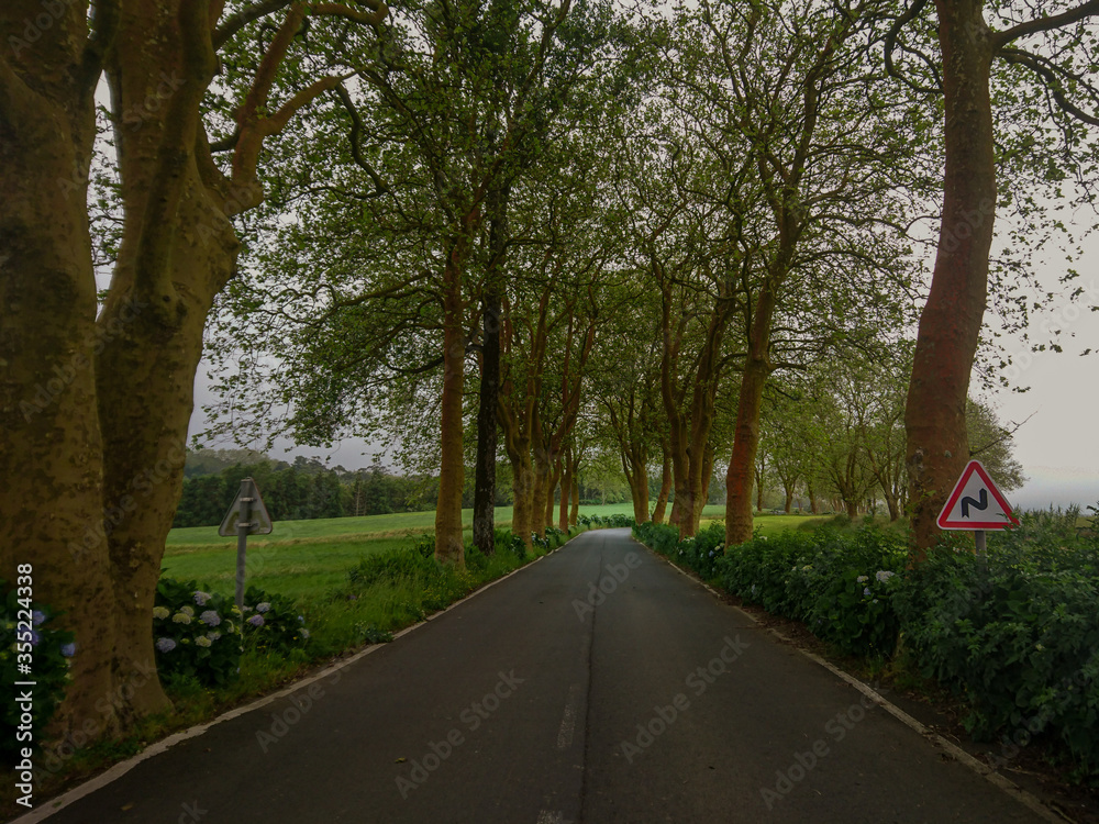 Fototapeta premium Road covered by trees