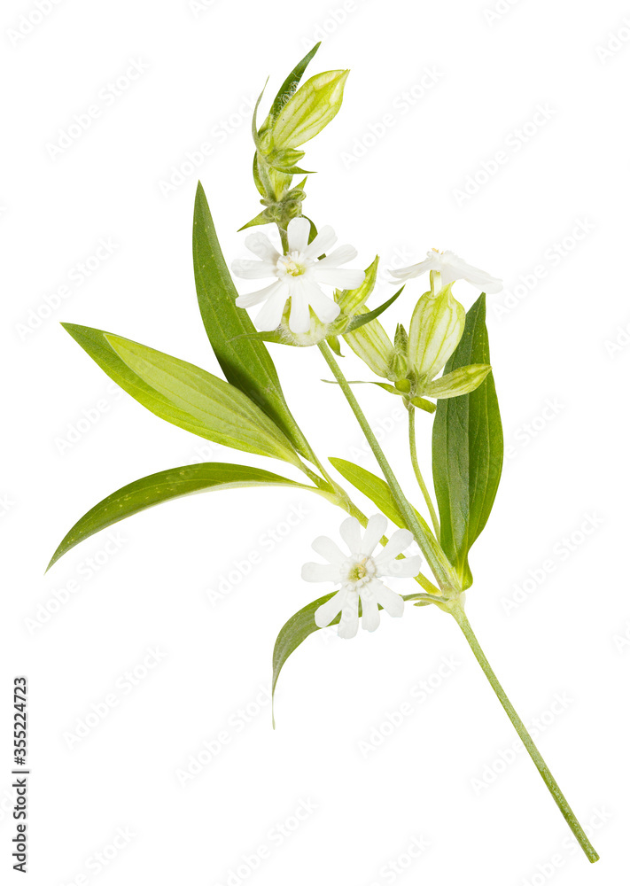 Obraz premium Whiite wild flowers isolated on white