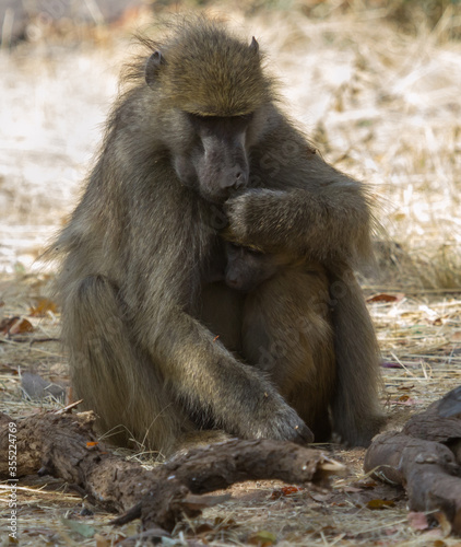 Chacma Baboon Mother Comforts And Embraces Her Young Infant In Hwange, Zimbabwe